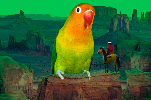 Titelbild der Oper Die Zauberflöte. Ein übergrosser Papagei steht auf einem Stein, neben ihm sitzt kleiner Cowboy auf einem Pferd. Im Hintergrund ist eine Wüstenlandschaft.